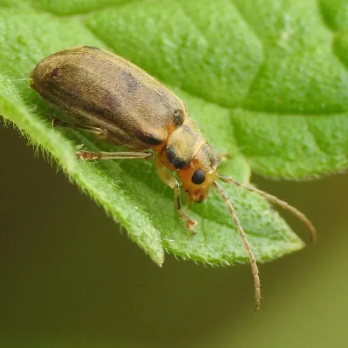 Viburnum Beetle - photo 7