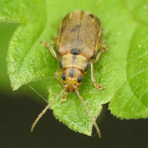 Viburnum Beetle - photo 8