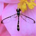 Victoriana attenuata - photo 4
