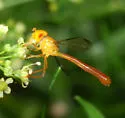 Victoriana parvicornis
