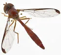 Victoriana parvicornis - photo 4