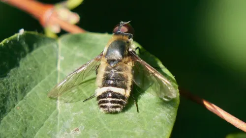 Villa cingulata