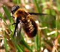 Tawny-tailed Bee Fly