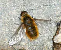 Tawny-tailed Bee Fly - photo 2