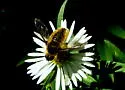 Tawny-tailed Bee Fly - photo 3
