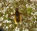 Tawny-tailed Bee Fly - photo 4