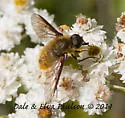 Tawny-tailed Bee Fly - photo 5