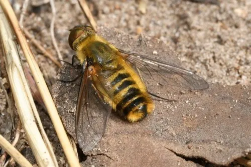 Villa hottentotta