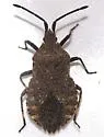 Villasitocoris inconspicuus