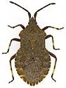 Villasitocoris inconspicuus - photo 2
