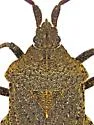 Villasitocoris inconspicuus - photo 3