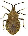 Villasitocoris inconspicuus - photo 4