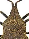 Villasitocoris inconspicuus - photo 5