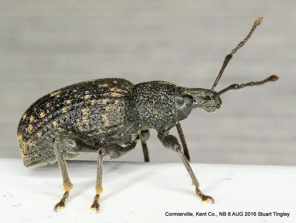 Vine Weevil - photo 2