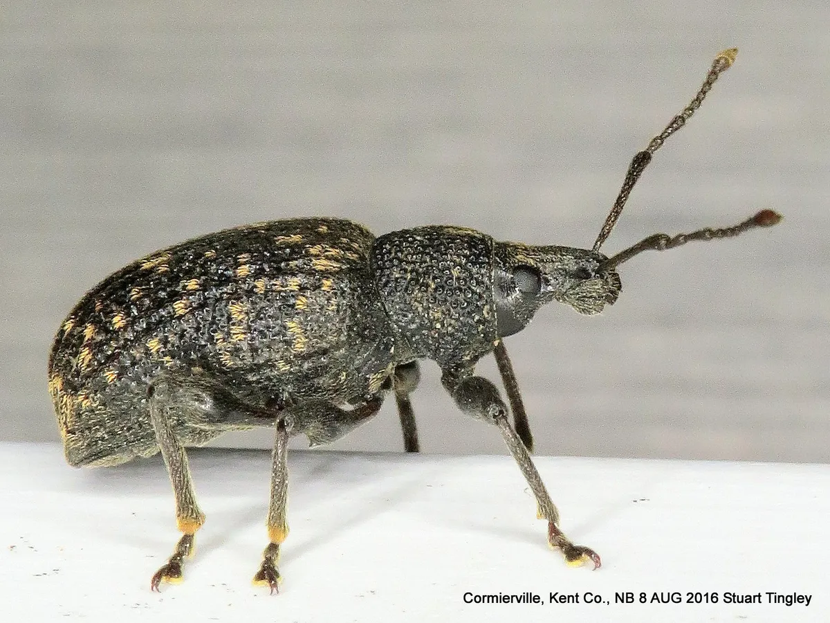 Vine Weevil - photo 3