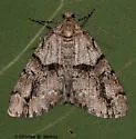 Vinemina opacaria - Hodges#6635