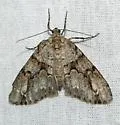 Vinemina opacaria - Hodges#6635 - photo 2