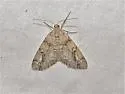 Vinemina opacaria - Hodges#6635 - photo 3