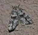 Vinemina opacaria - Hodges#6635 - photo 4