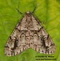 Vinemina opacaria - Hodges#6635 - photo 5