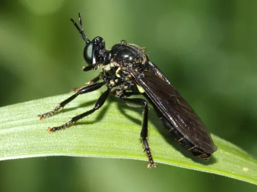 Violet Black-legged Robber Fly