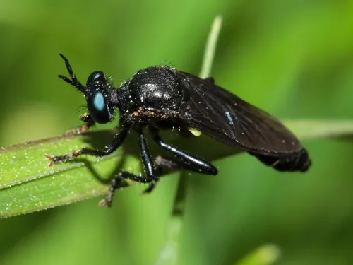 Violet Black-legged Robber Fly - photo 2