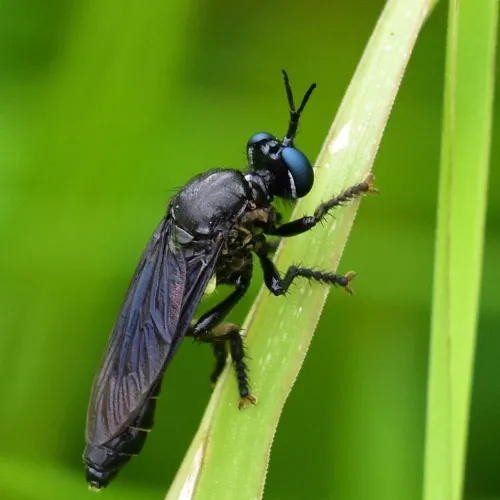 Violet Black-legged Robber Fly - photo 3