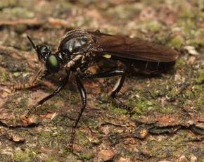 Violet Black-legged Robber Fly - photo 4