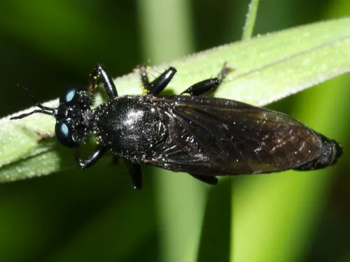 Violet Black-legged Robber Fly - photo 5