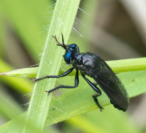 Violet Black-legged Robber Fly - photo 6