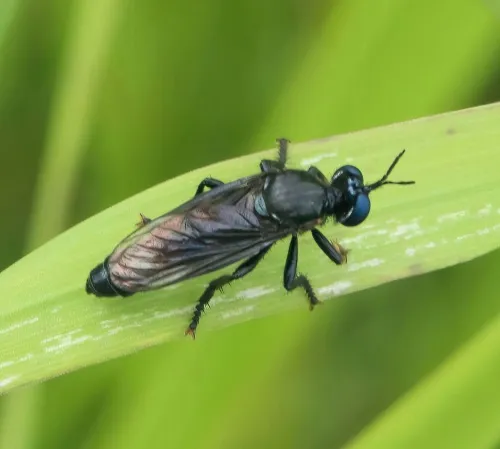Violet Black-legged Robber Fly - photo 7