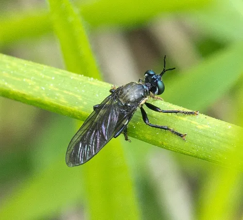 Violet Black-legged Robber Fly - photo 8