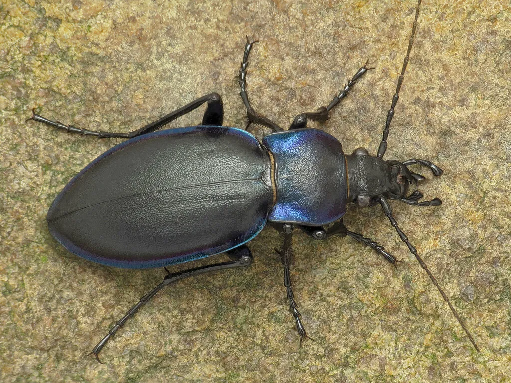 Violet Ground Beetle - photo 2