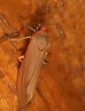 Virbia costata - Hodges#8115