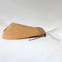 Virbia costata - Hodges#8115 - photo 2
