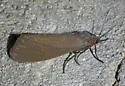 Virbia costata - Hodges#8115 - photo 4