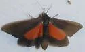 Virbia costata - Hodges#8115 - photo 5