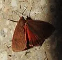 Ferguson's Virbia - Hodges#8118.1 - photo 2