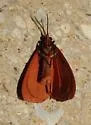 Ferguson's Virbia - Hodges#8118.1 - photo 4