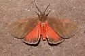Ferguson's Virbia - Hodges#8118.1 - photo 5
