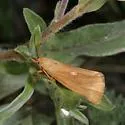 Virbia fragilis - Hodges#8125