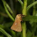 Virbia fragilis - Hodges#8125 - photo 2