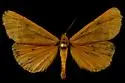 Virbia fragilis - Hodges#8125 - photo 4