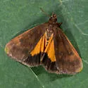 Virbia lamae - Hodges#8120 - photo 2