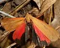 Virbia ostenta - Hodges#8116