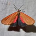 Virbia ostenta - Hodges#8116 - photo 4