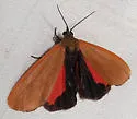 Virbia ostenta - Hodges#8116 - photo 5