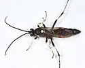 Virgichneumon subcyaneus