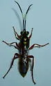 Virgichneumon zebratus - photo 2