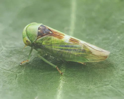 Viridicerus ustulatus - Viridicerus ustulatus